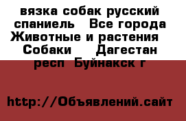 вязка собак русский спаниель - Все города Животные и растения » Собаки   . Дагестан респ.,Буйнакск г.